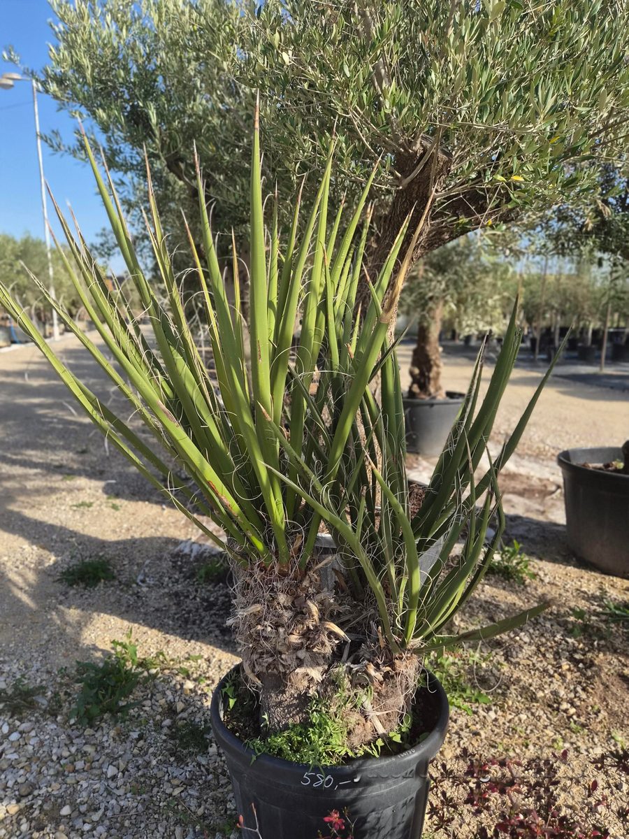 Yucca Schidigera 150–180 cm – Mojave-jukka