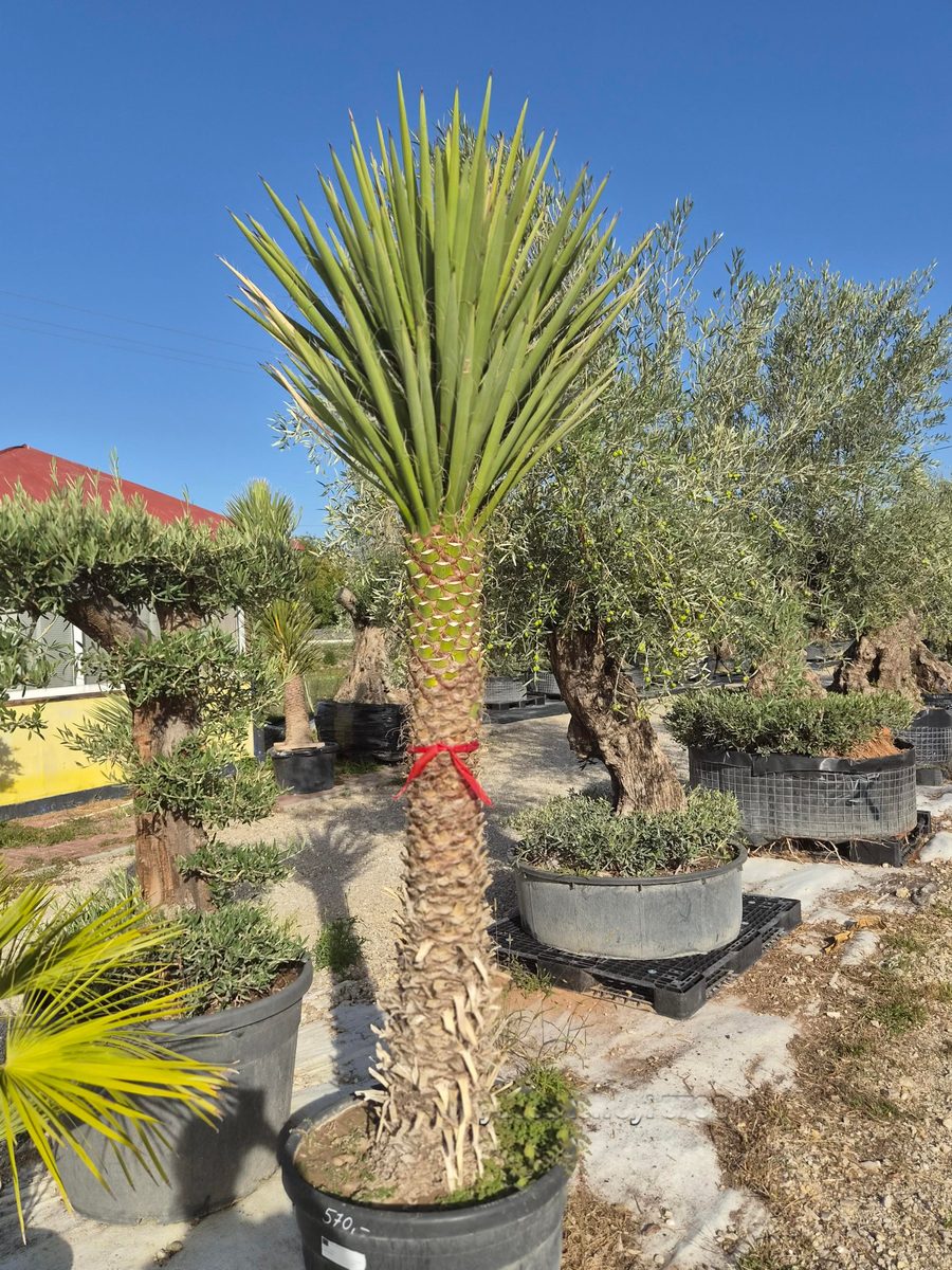 Yucca Torreyi 220–250 cm – Jukka torreyi